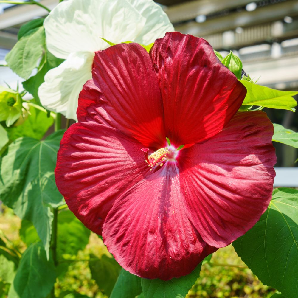 Hibiscus moscheutos geant red
